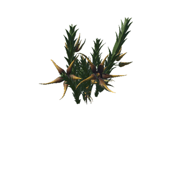 Flower Orbea caudata1_1